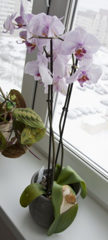 Без рулонных штор на окне орхидея получит ожог