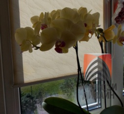 Орхидеи на южном окне притеняются орхидеями